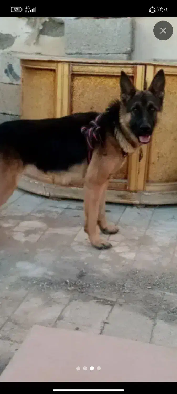 سگ ژرمن|سگ|ماهدشت, |دیوار