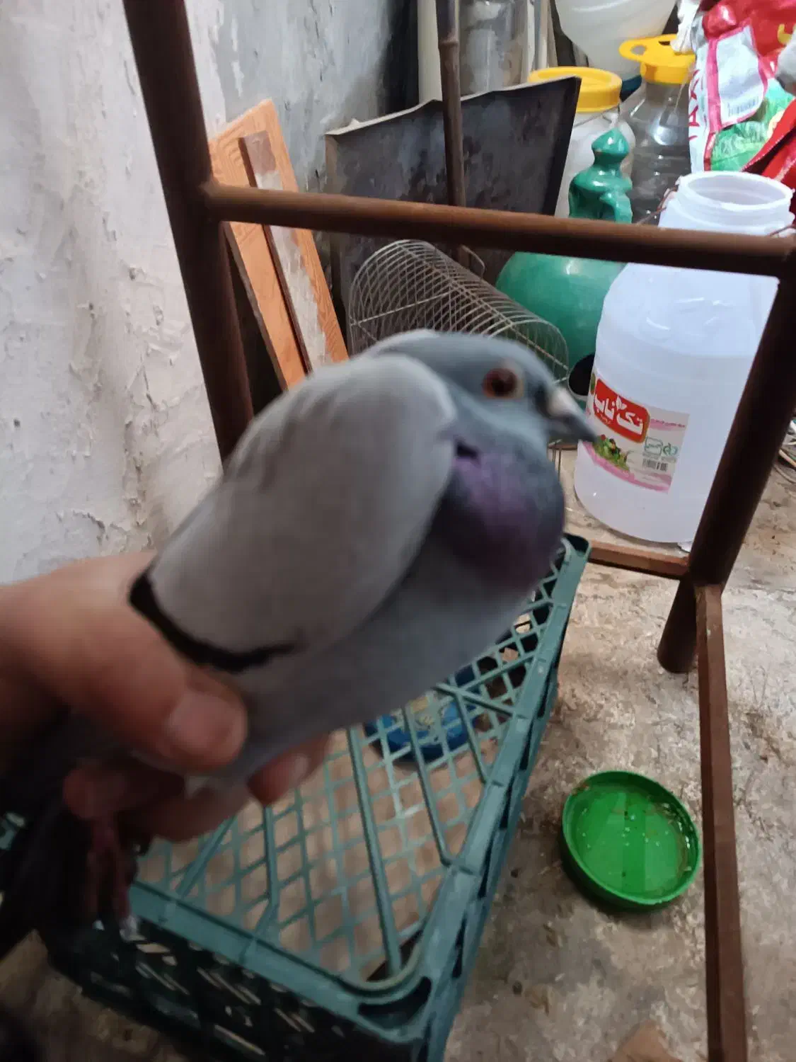 کبوتر|پرنده|دیواندره, |دیوار