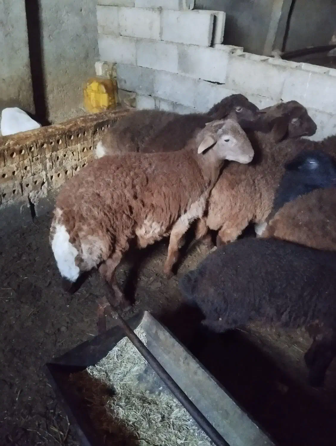 بره‌نر|حیوانات مزرعه|تایباد, |دیوار