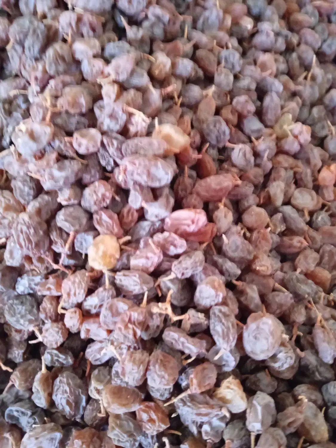 کشمش آفتابی|خوردنی و آشامیدنی|قره چای, |دیوار