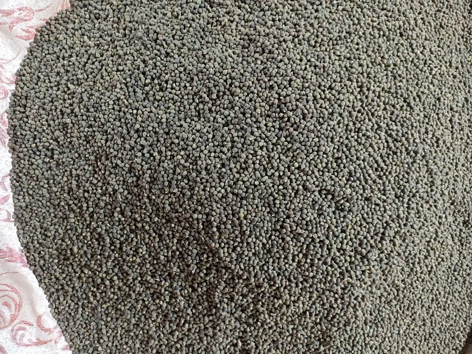 تخم بامیه درجه یک|خدمات باغبانی و درختکاری|زابل, |دیوار