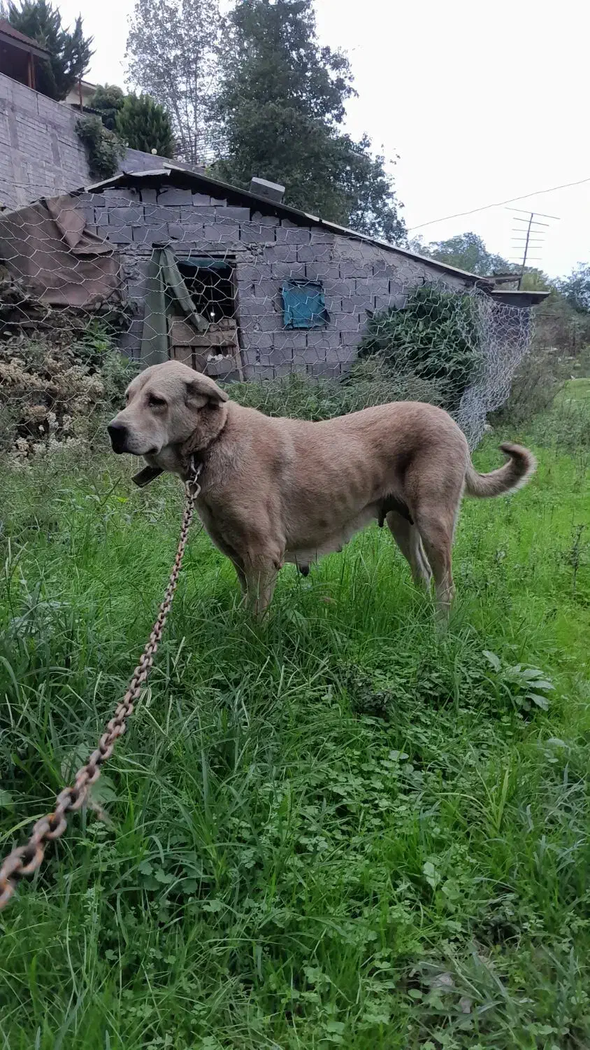 سگ ماده پژدر اصیل معاوضه|سگ|نوشهر, |دیوار