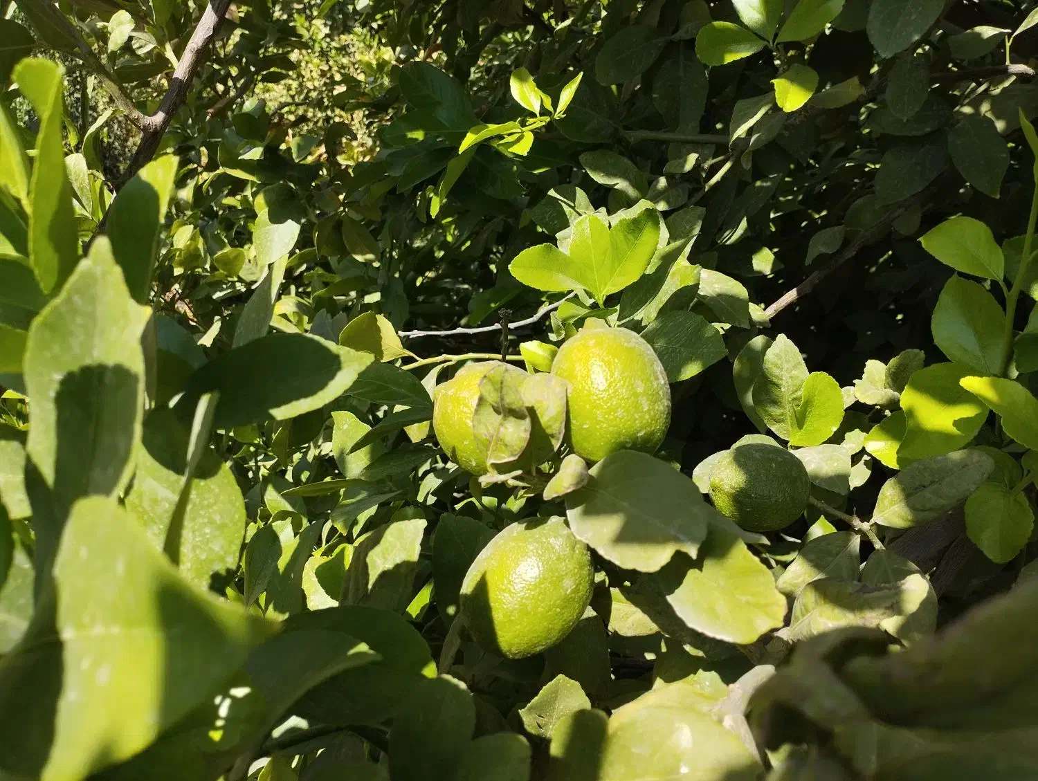 اجاره باغ مرکبات|خدمات باغبانی و درختکاری|نورآباد ممسنی, |دیوار