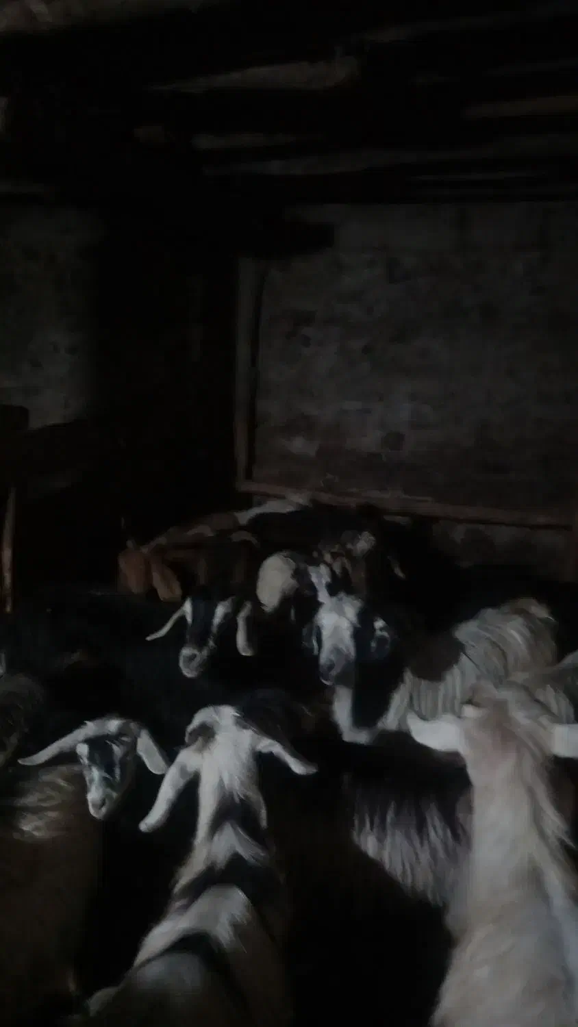 14راس بز|حیوانات مزرعه|کوثر, |دیوار