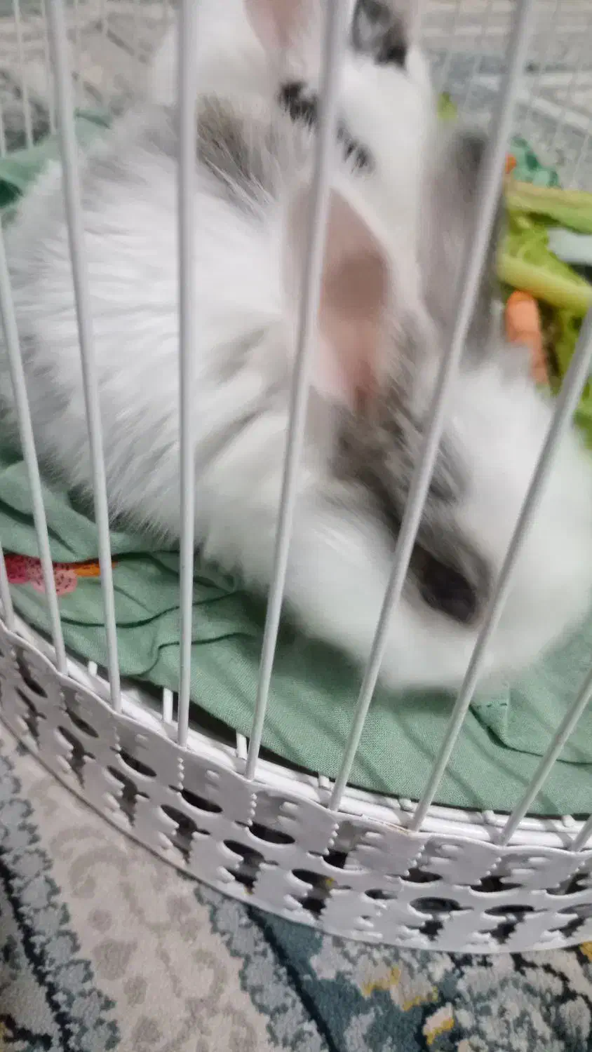 خرگوش|موش و خرگوش|مشهد, شهید آوینی|دیوار