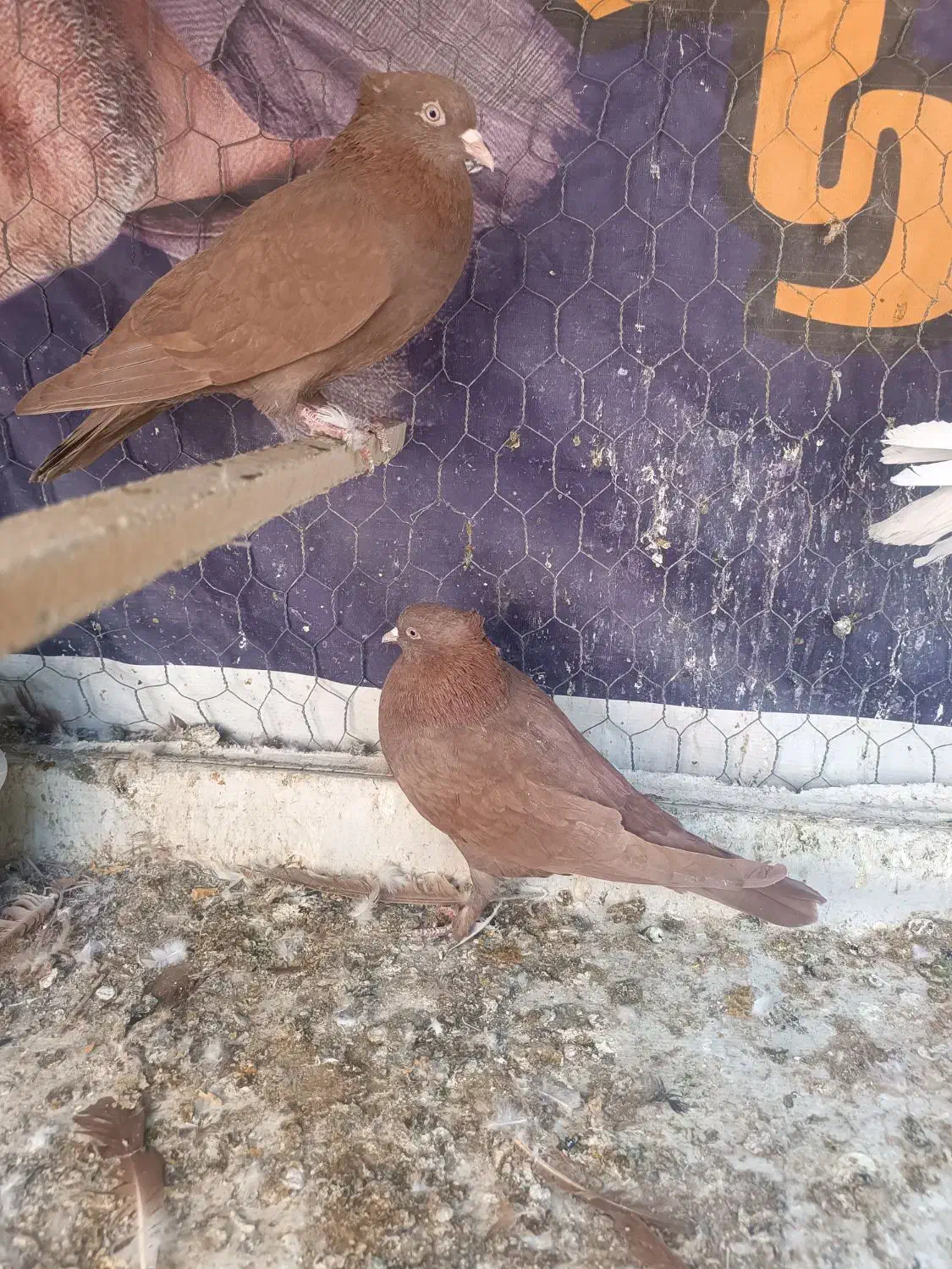 کبوتر جهت معاوضه|پرنده|چوار, |دیوار