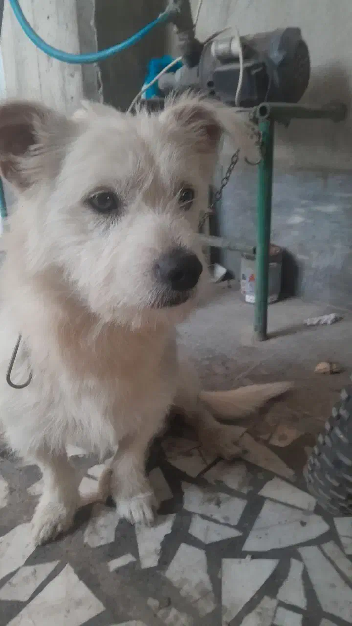 فروش سگ تریر|سگ|بابل, |دیوار