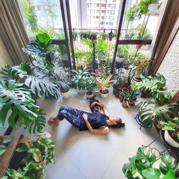 ویزیت تخصصی گیاه آپارتمانی در منزل|گل و گیاه طبیعی|کرمان, |دیوار