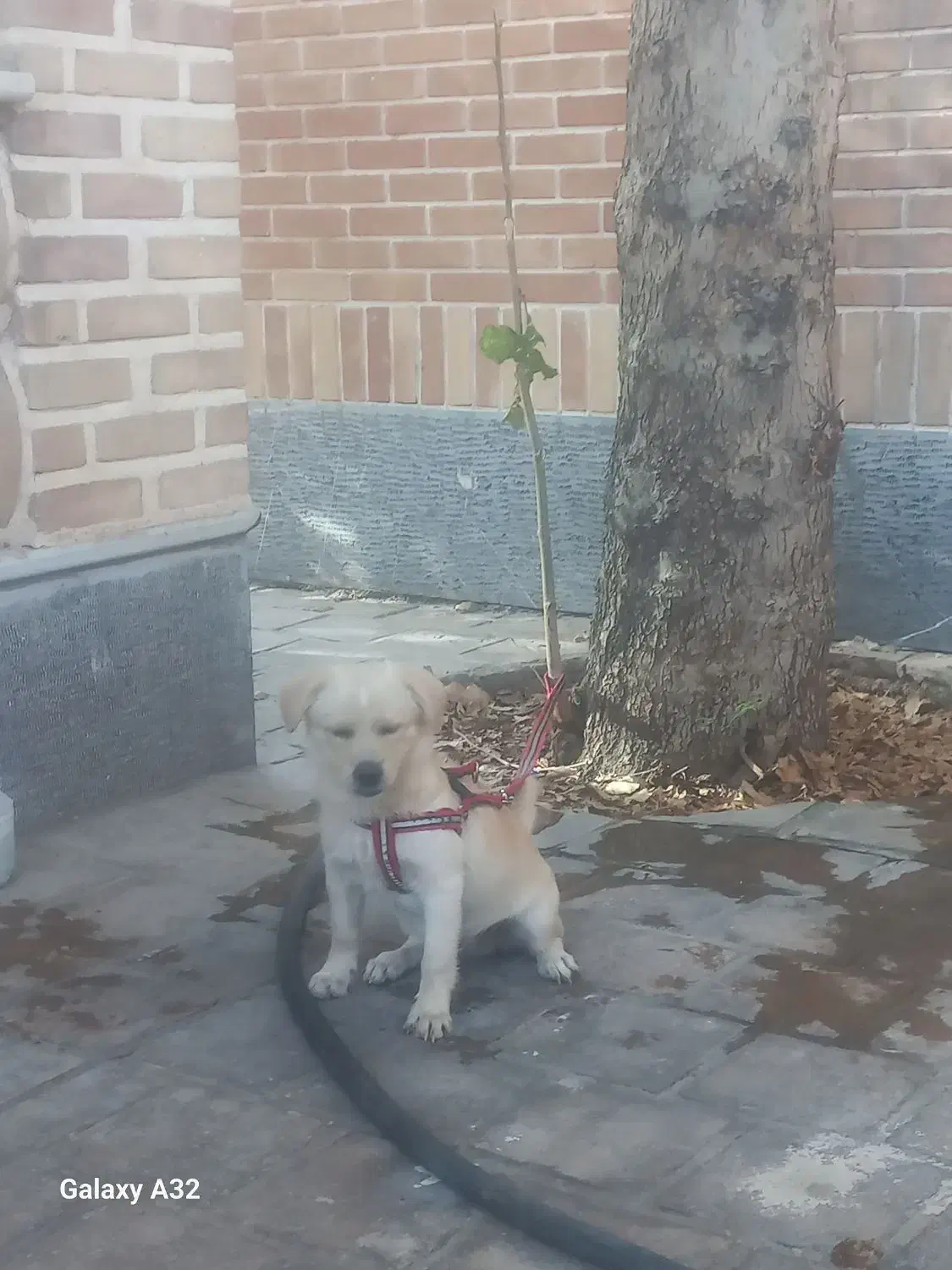 سگ اشپیتز نر|سگ|پیشوا, |دیوار