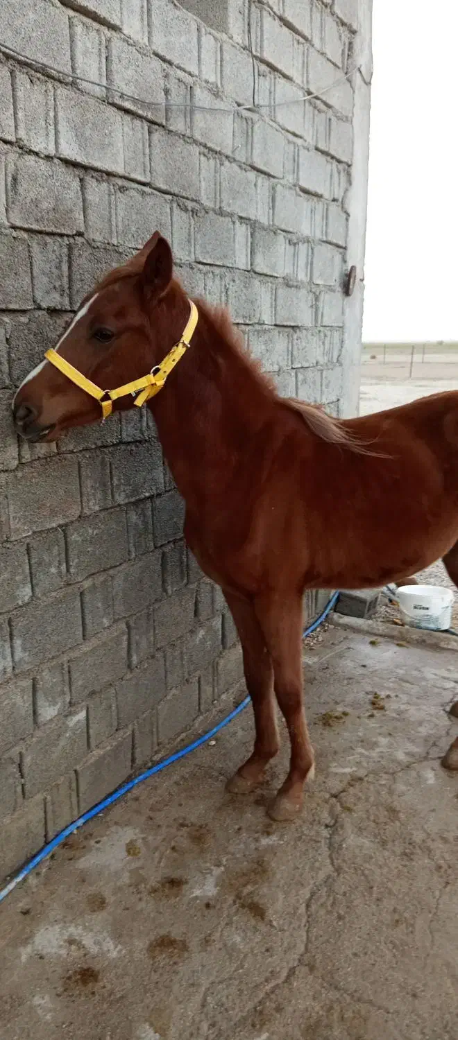 کره اسب|اسب و تجهیزات اسبسواری|برازجان, |دیوار