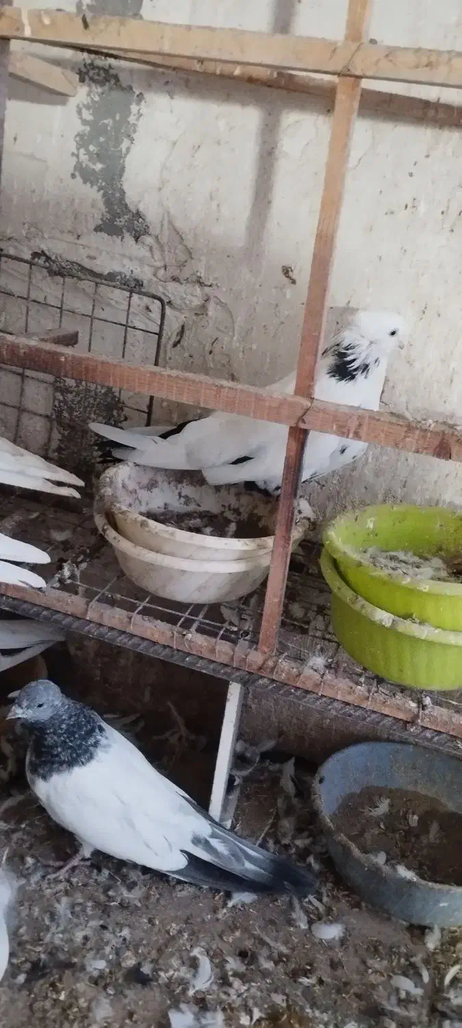 کبوتر|پرنده|میانه, |دیوار