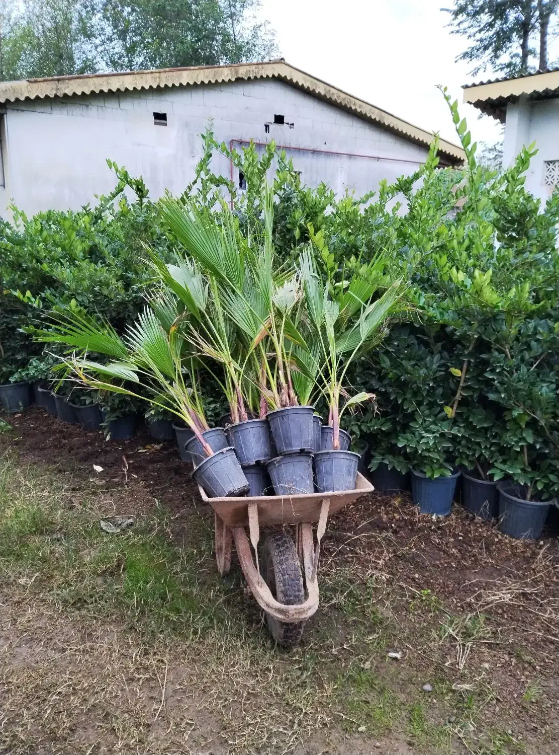 پالم موجود است|گل و گیاه طبیعی|رودبنه, |دیوار