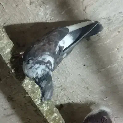 کبوتر|پرنده|چالدران, |دیوار