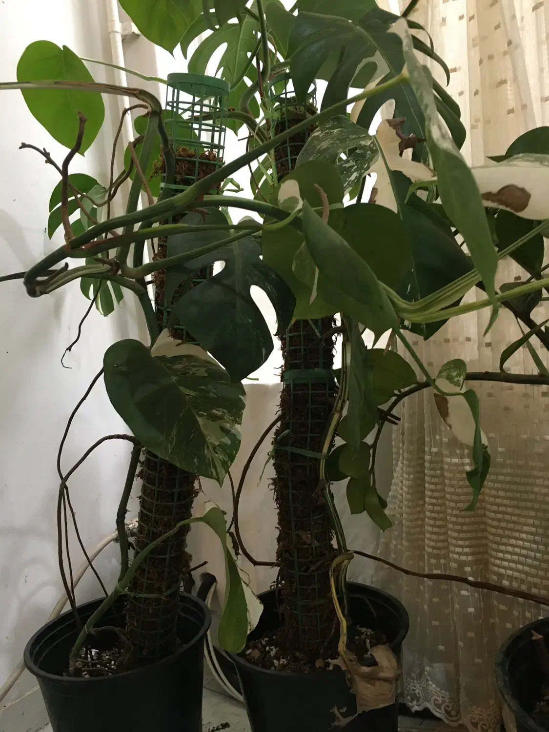 فروش گل و گیاه ابلق|گل و گیاه طبیعی|ساری, |دیوار