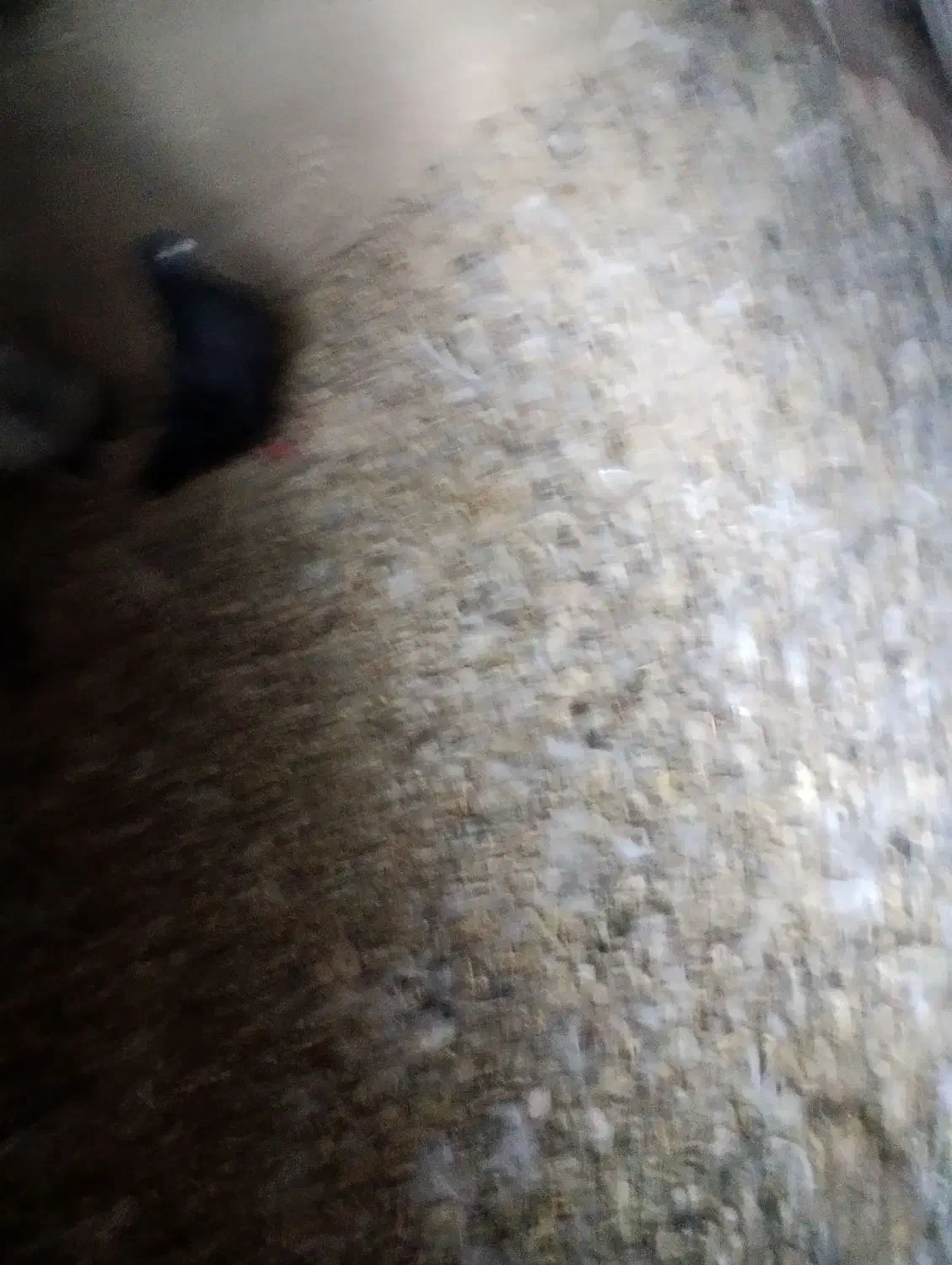 کبوتر پرشی|پرنده|یزدان شهر, |دیوار