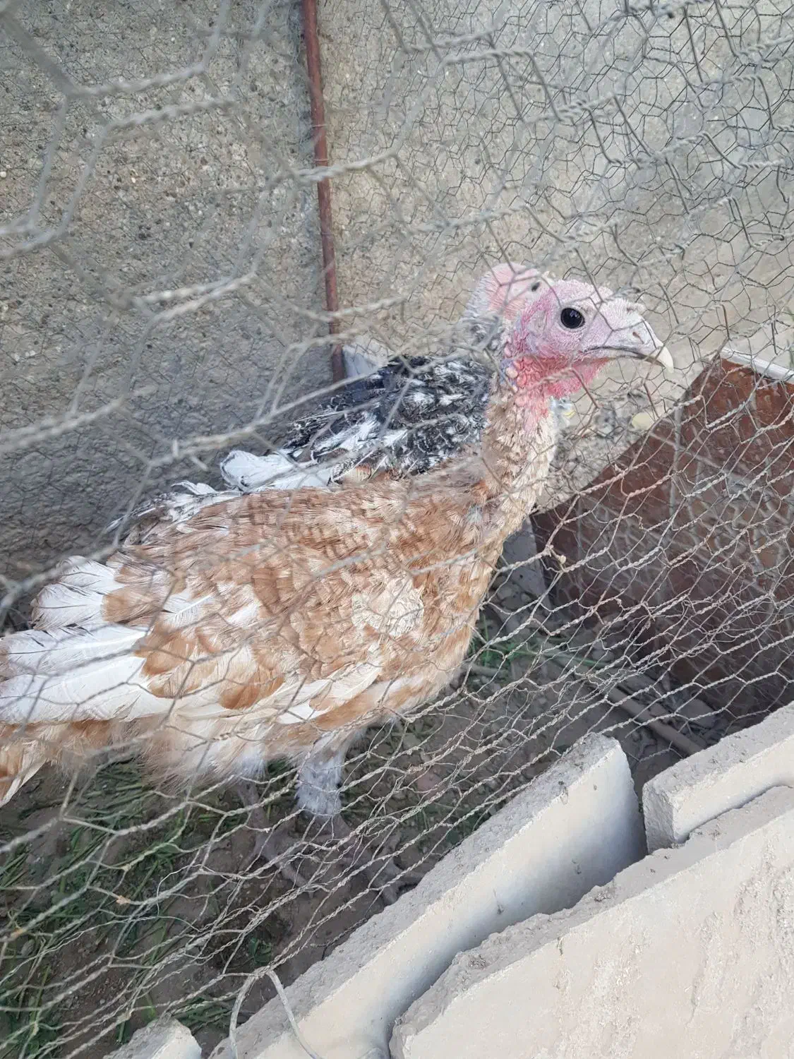 بقلمون زیبا و جوان فروش یا معاوضه|حیوانات مزرعه|جیرفت, |دیوار