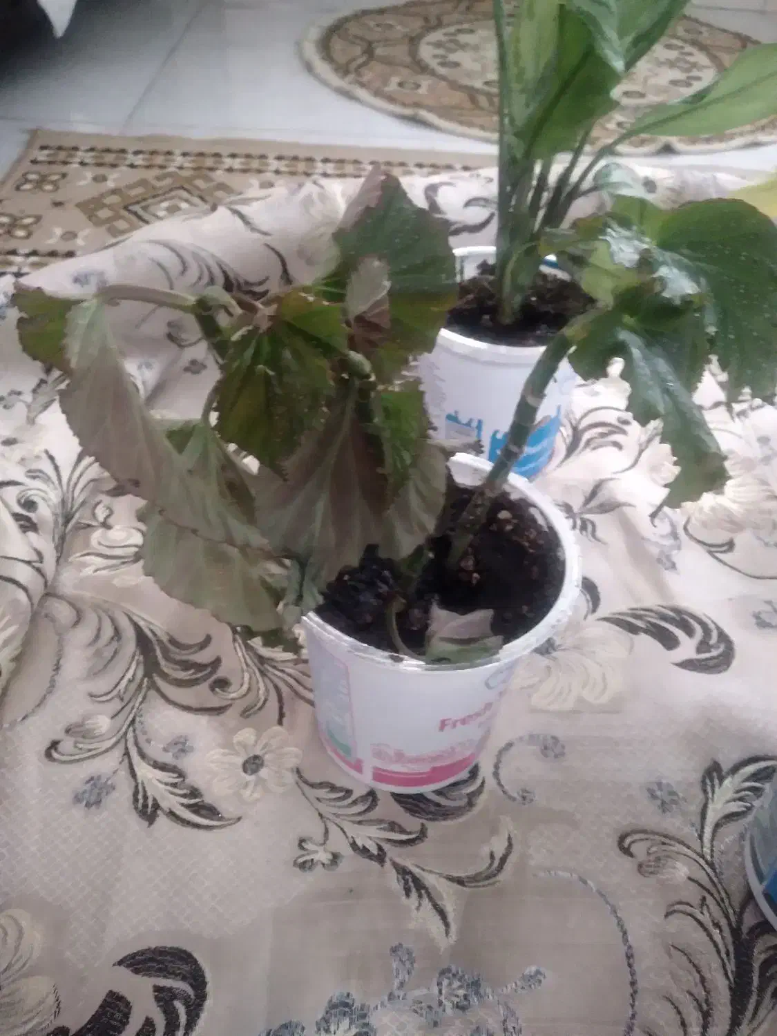 گل و گیاه|گل و گیاه طبیعی|سقز, |دیوار