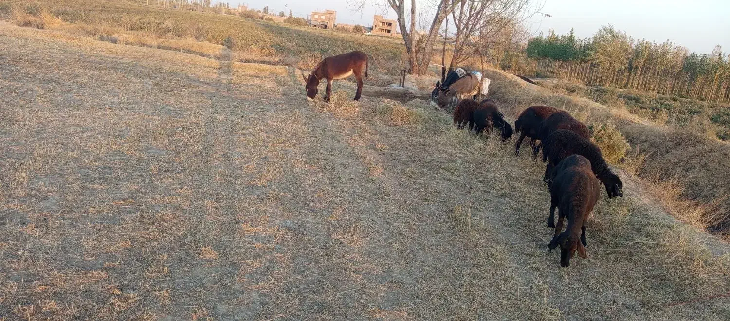 اولاغ ماده بخاطر نه بودن جا می فر شم|حیوانات مزرعه|فیروزآباد (آذربایجان), |دیوار