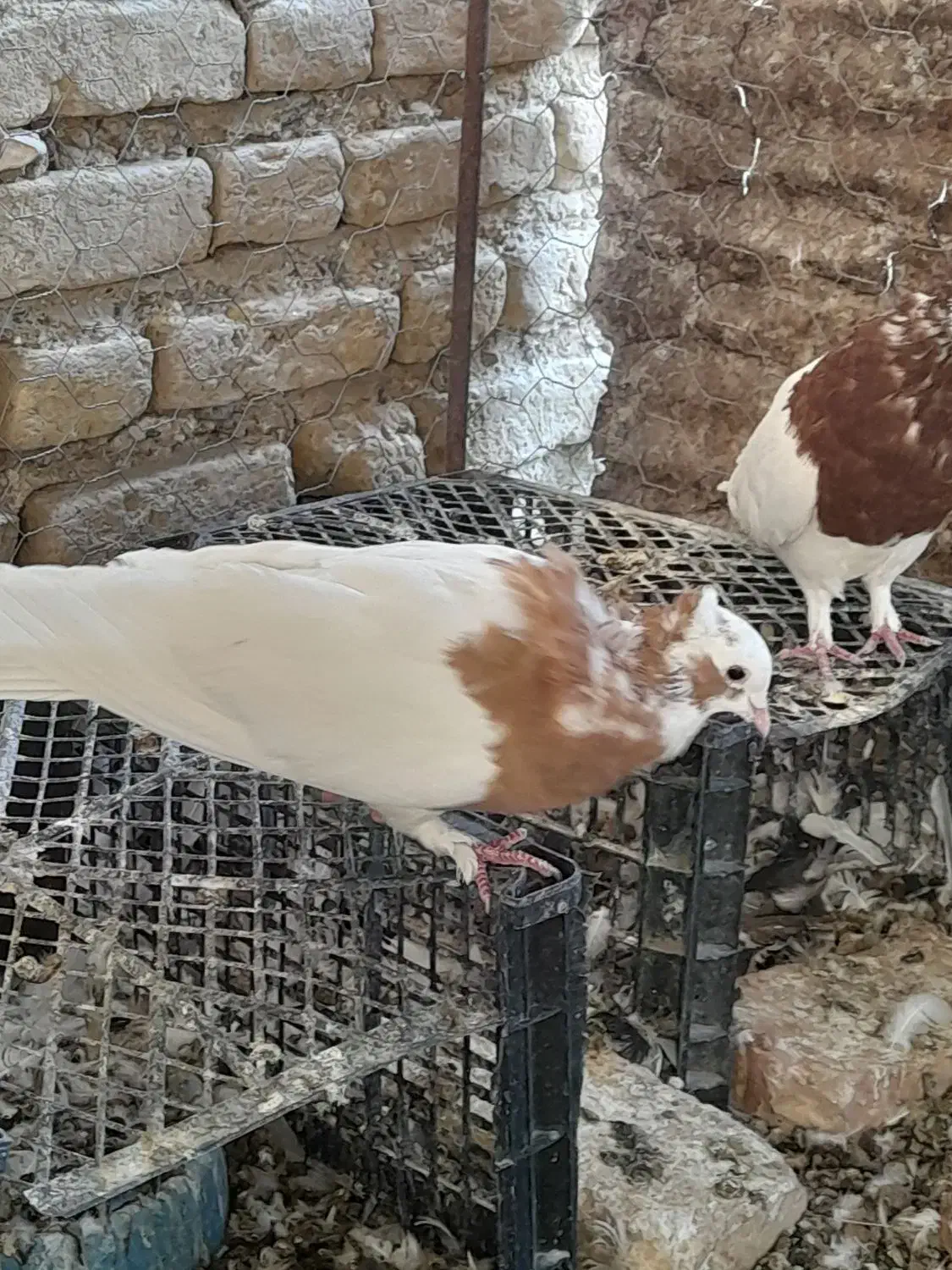 طوقی|پرنده|شیبکوه (فارس), |دیوار