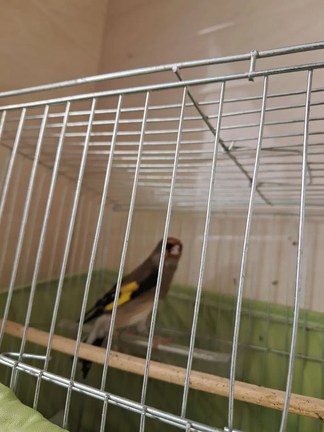 سهره|پرنده|شاهرود, |دیوار