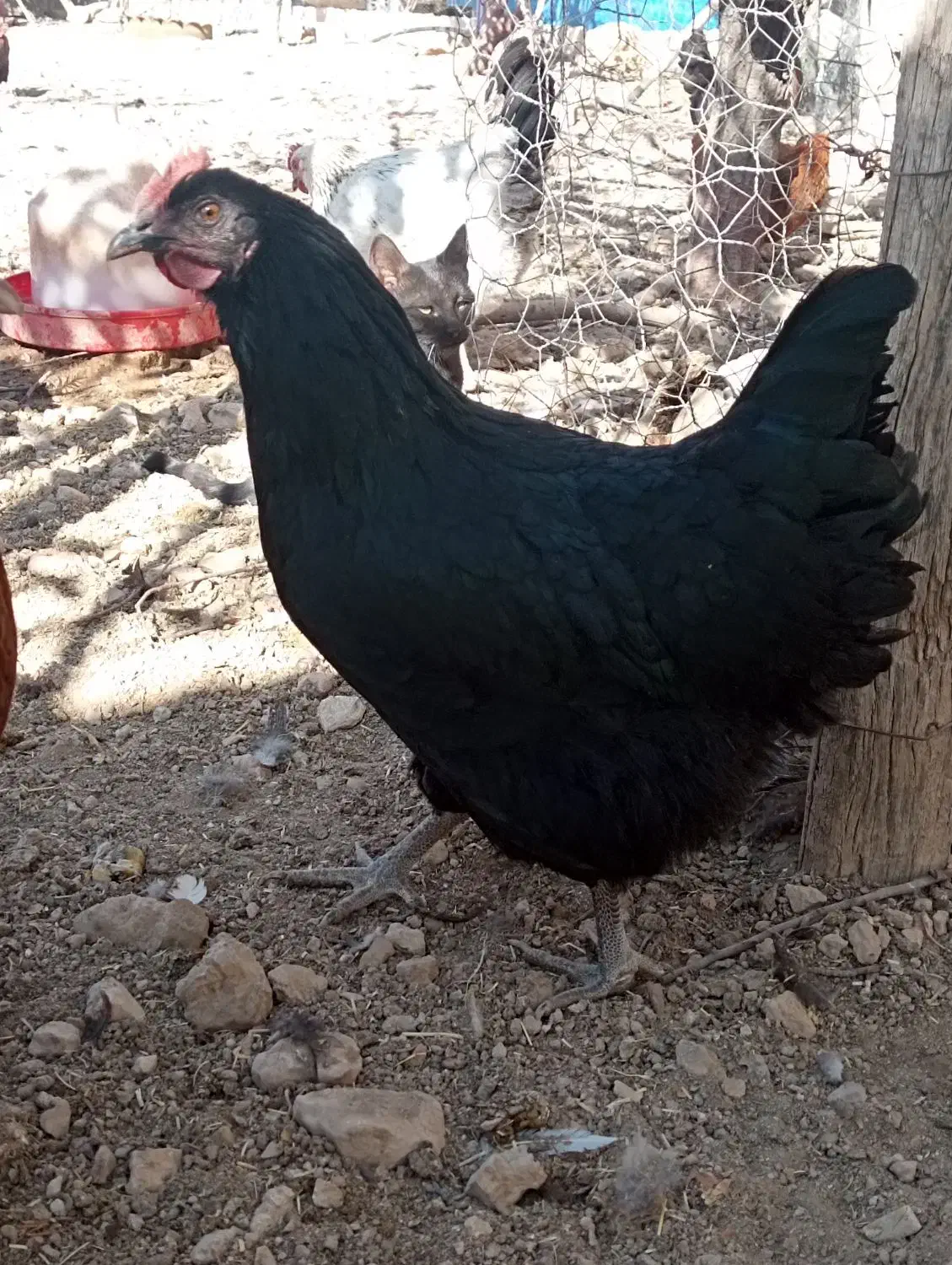 فروش تعدادی مرغ تخمگذار درجه۱|حیوانات مزرعه|بوکان, |دیوار