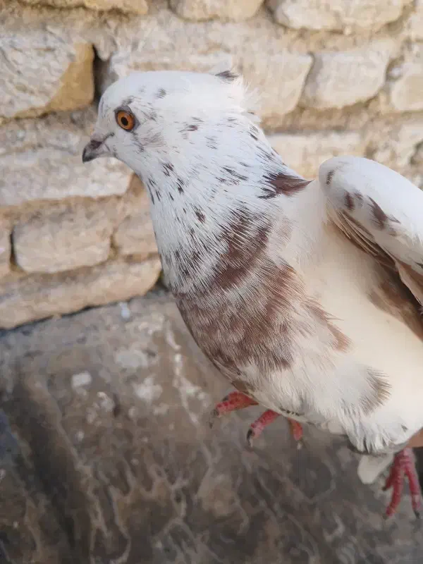 کبوتر ز|پرنده|فسا, |دیوار