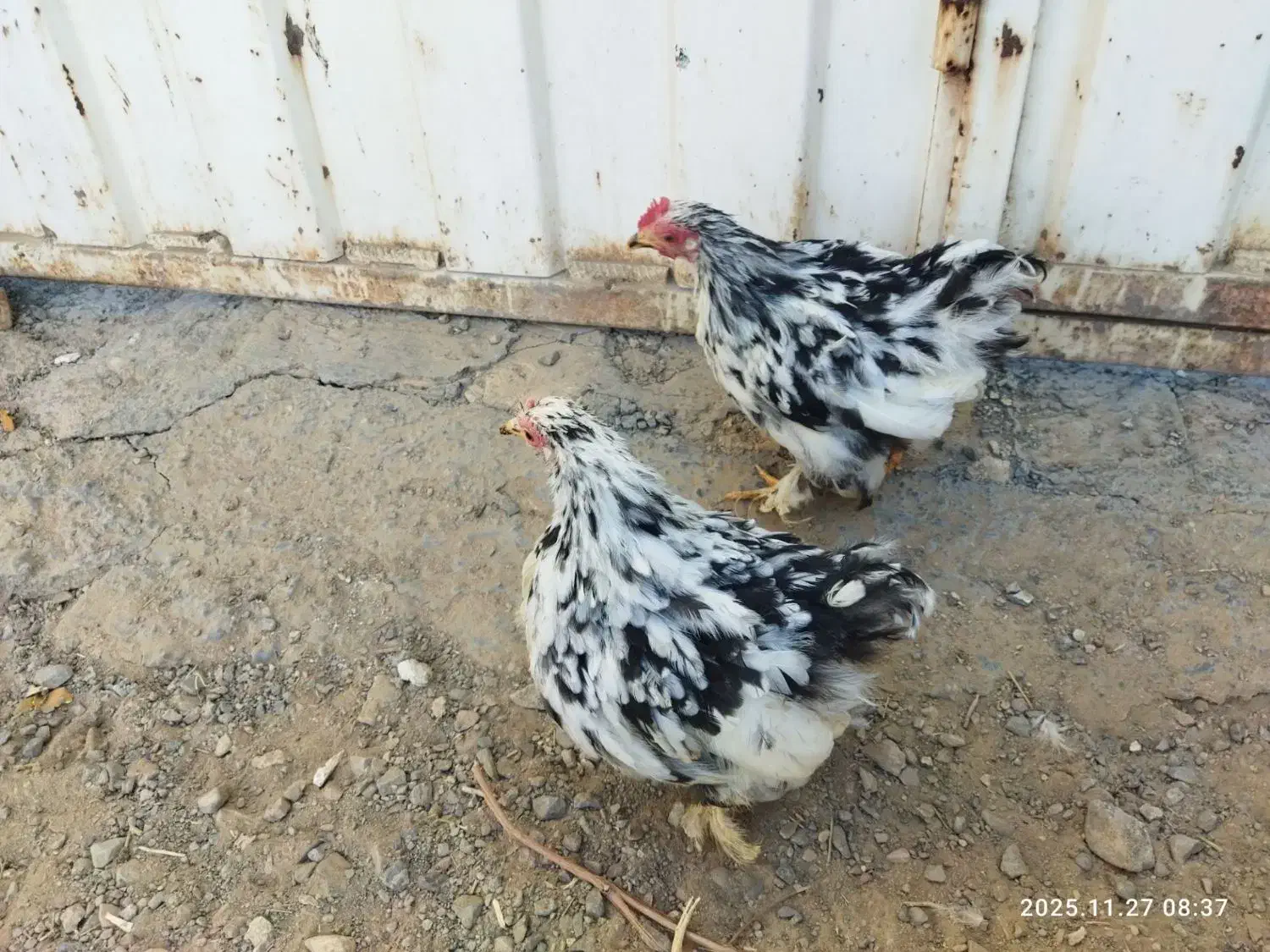 جفت جوجه کوشین|حیوانات مزرعه|کاشمر, |دیوار