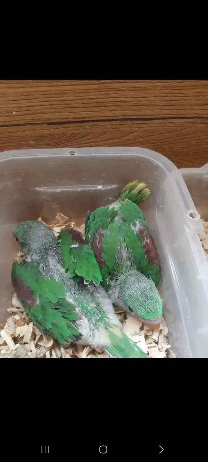 انواع طوطیسانان راهب ملنگو گرینچیک ....|پرنده|قم, انسجام|دیوار