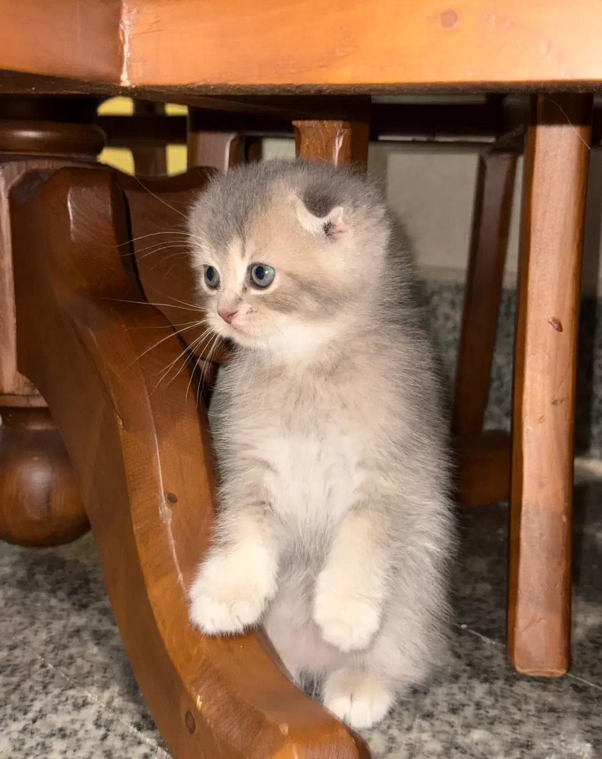 گربه|گربه|رشت, گلسار|دیوار