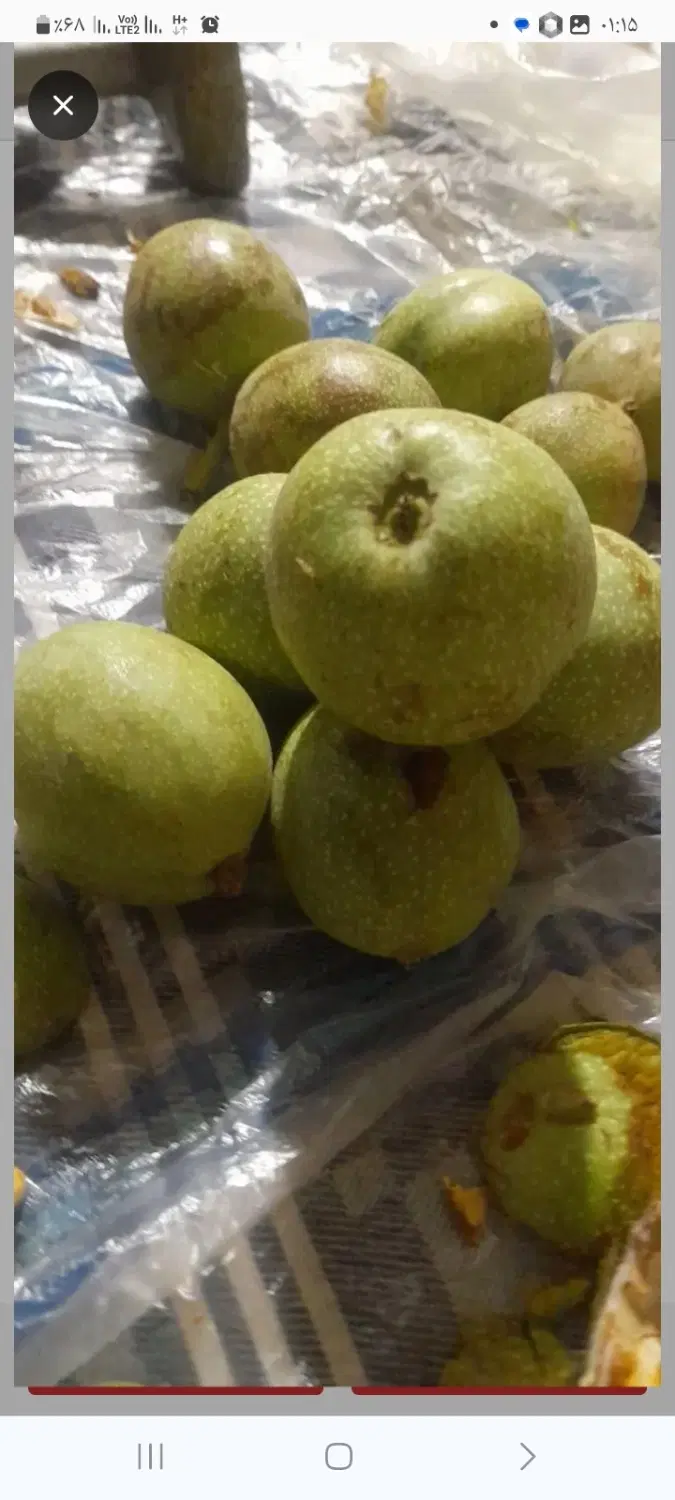 گردو سبز|خوردنی و آشامیدنی|دزفول, |دیوار