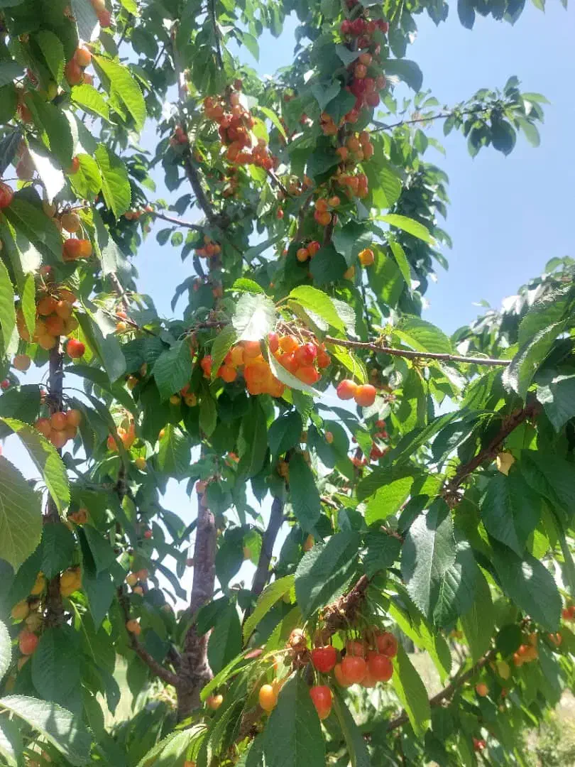 فروش باغ میوه|فروش زمین و ملک کلنگی|بلداجی, |دیوار