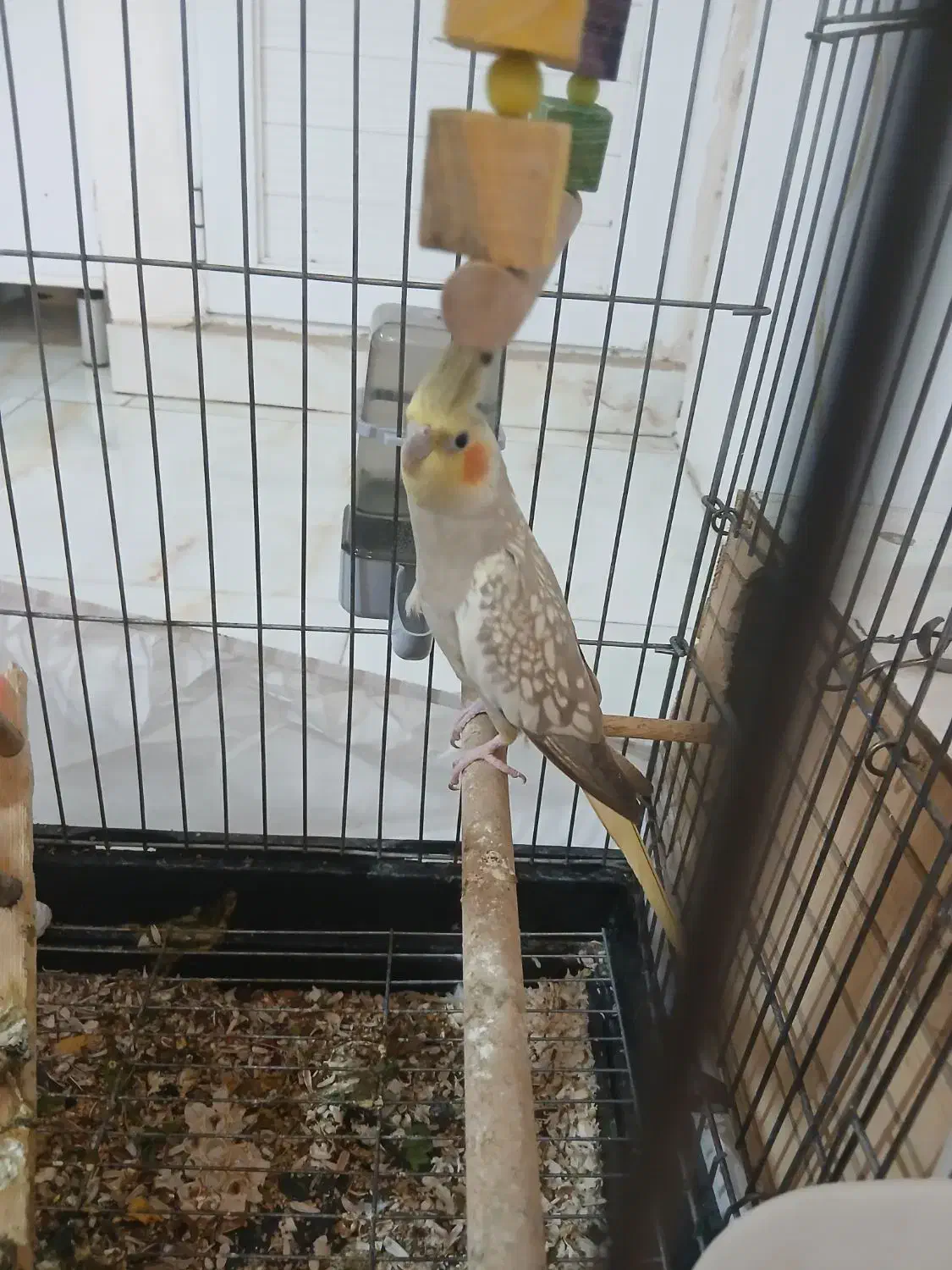 عروس هنلدی|پرنده|قدس, شهر‌قدس|دیوار