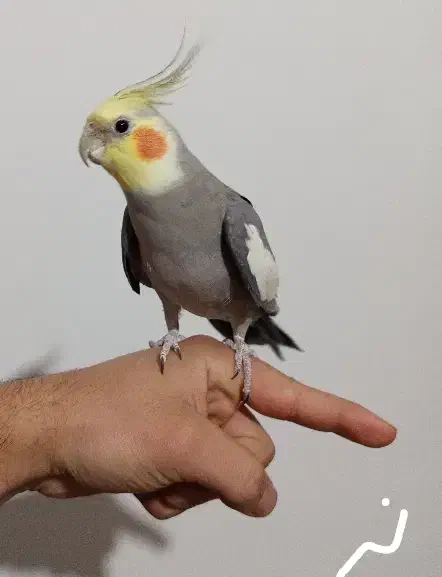 عروس هلندی دستی|پرنده|تاکستان, |دیوار