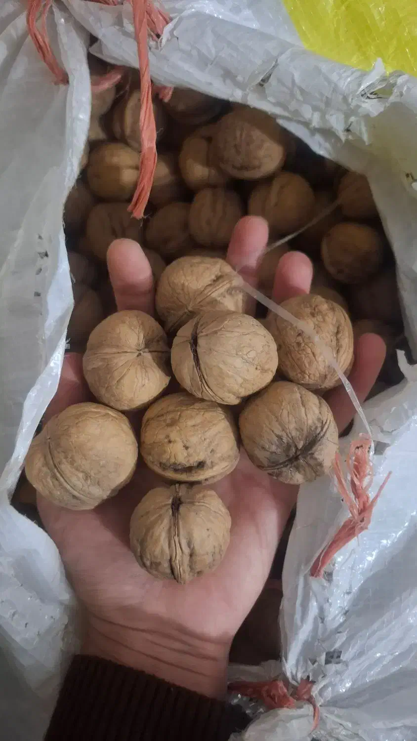 گردو|خوردنی و آشامیدنی|زارچ, |دیوار