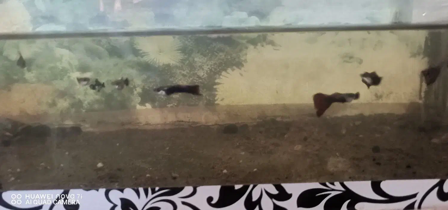 ماهی گوپی دونه20|ماهی|سبزوار, صالح آباد|دیوار