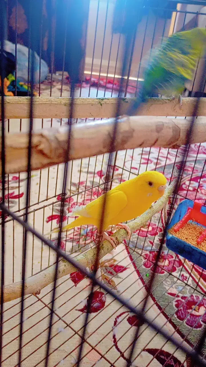 مرغ عشق هلندی|پرنده|اندیمشک, |دیوار