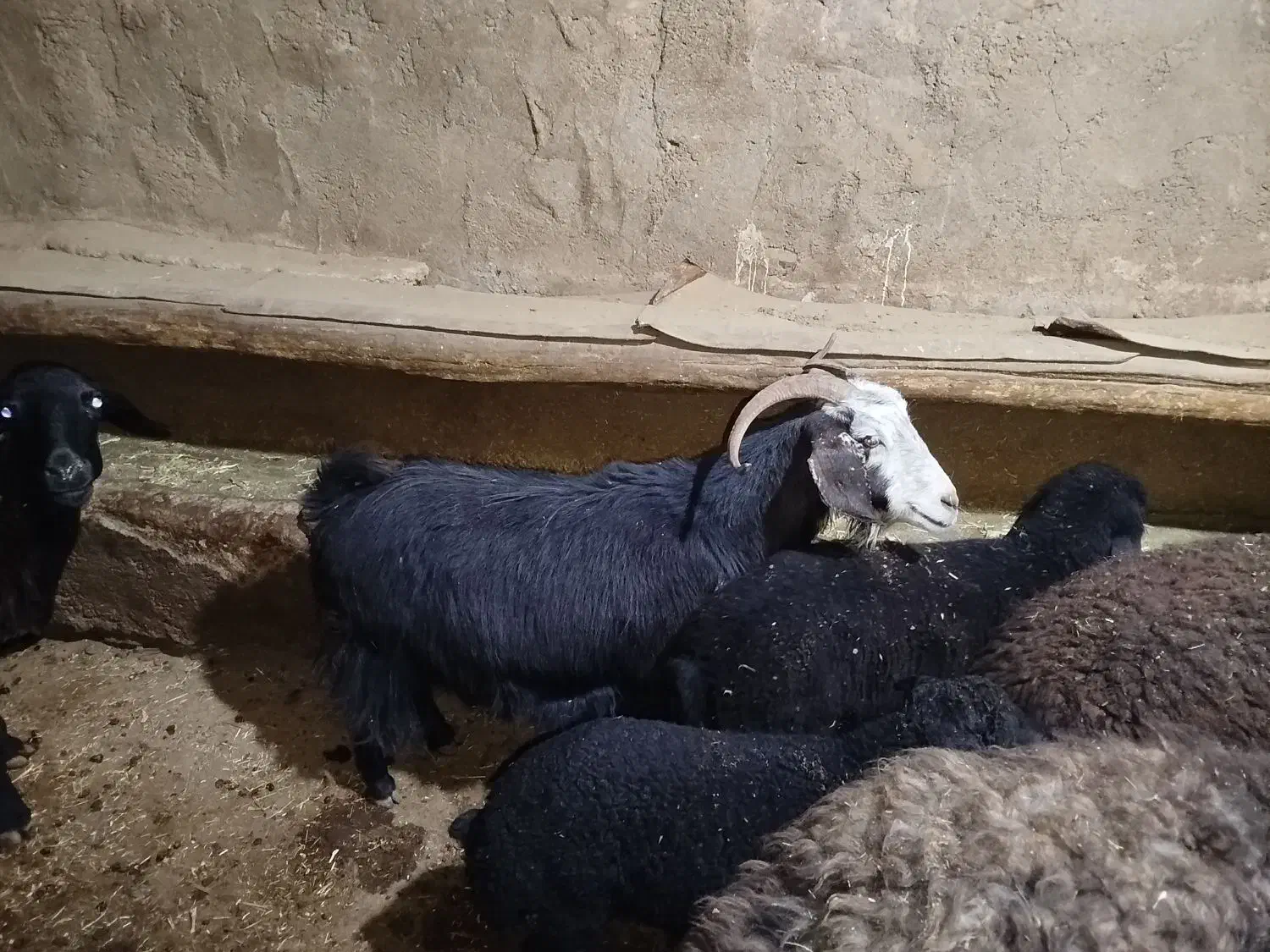 بز ابستن|حیوانات مزرعه|ساروق, |دیوار