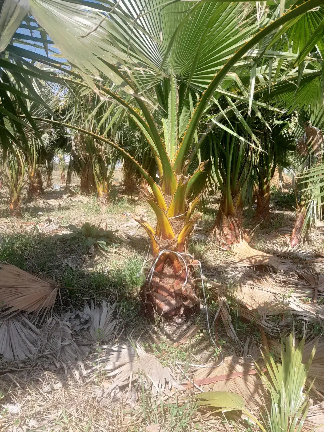 گل پالم|گل و گیاه طبیعی|رودبنه, |دیوار