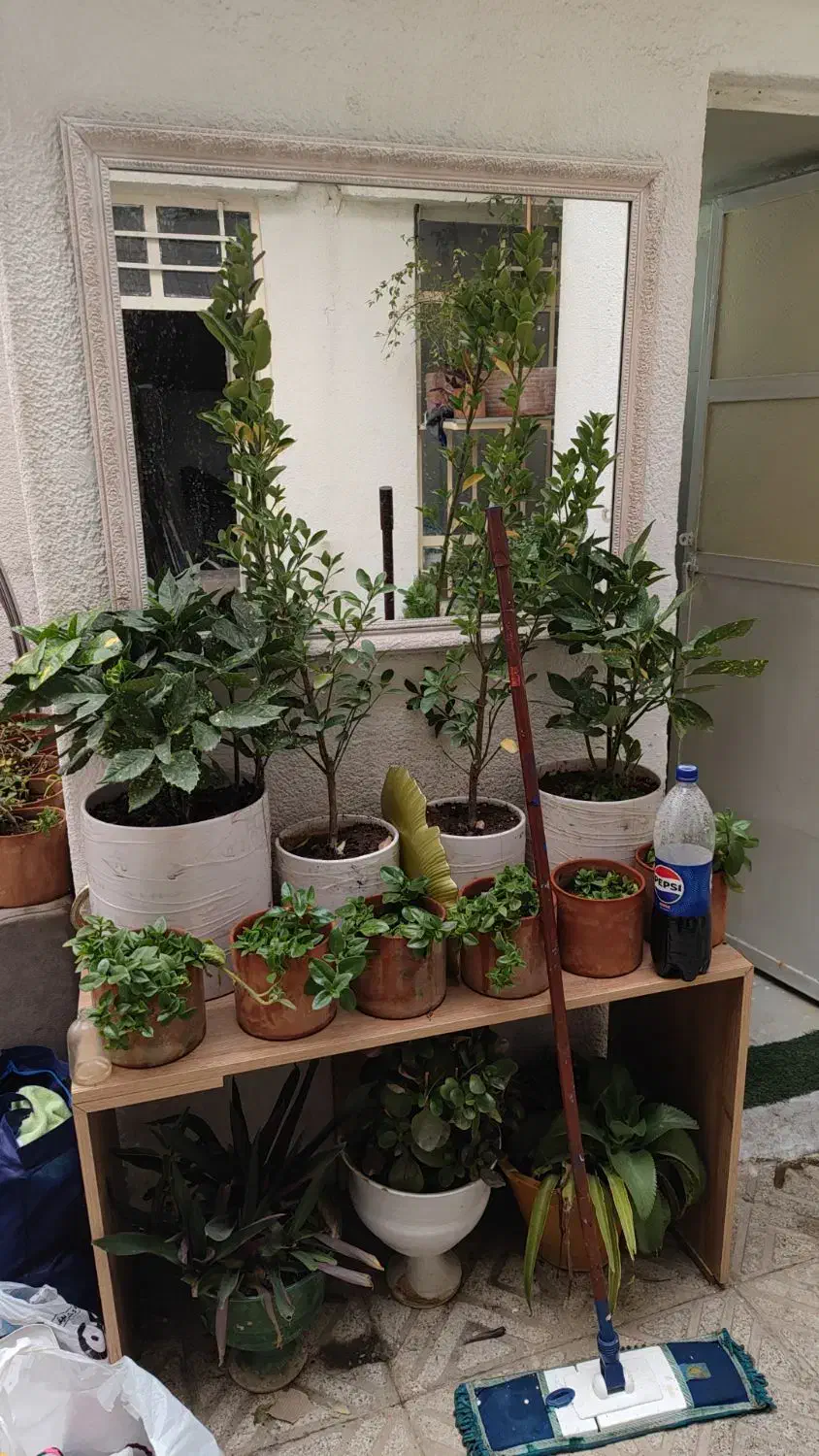 گل باگلدون|گل و گیاه طبیعی|شیراز, خلدبرین|دیوار