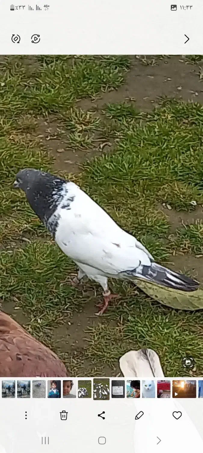 سلام عشق بازان دیروز این دوتاشو باخت دادم|حیوانات|لشت نشا, |دیوار