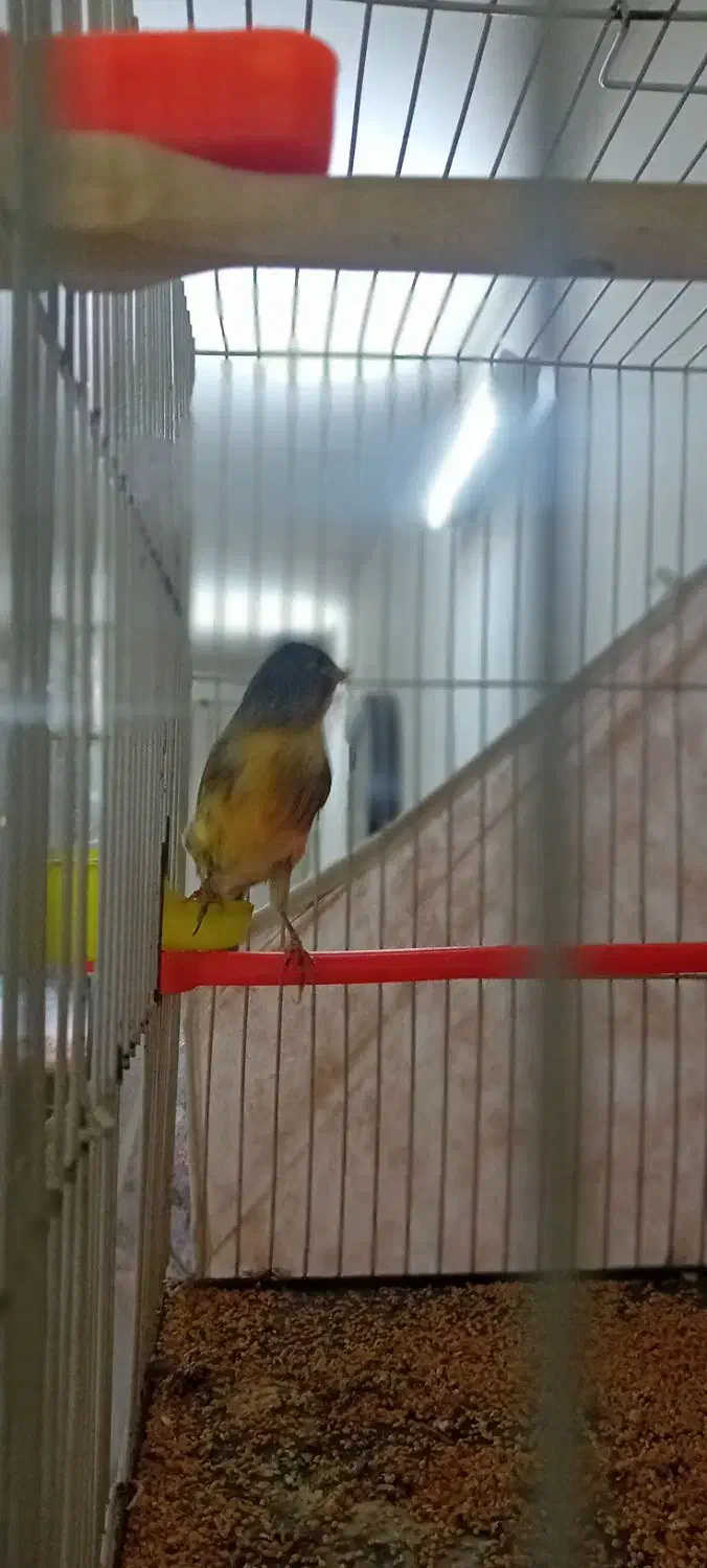 پرنده|پرنده|مشهد, قائم|دیوار