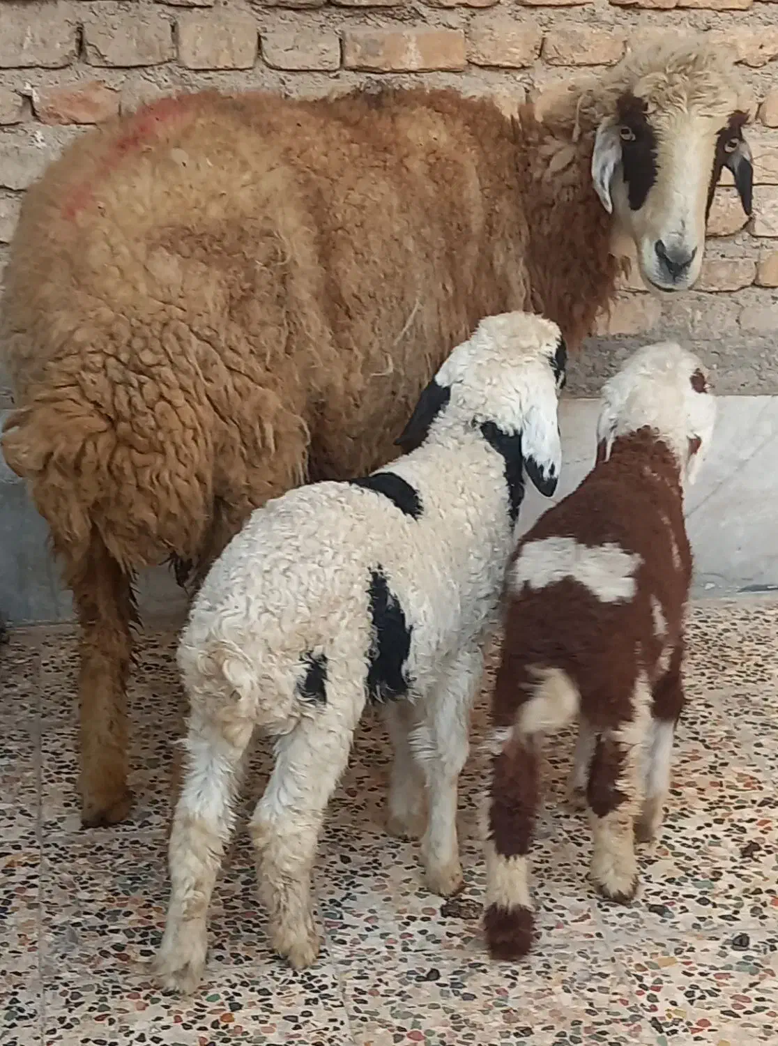 بره|حیوانات مزرعه|اهواز, سیاحی(سه راه خرمشهر)|دیوار