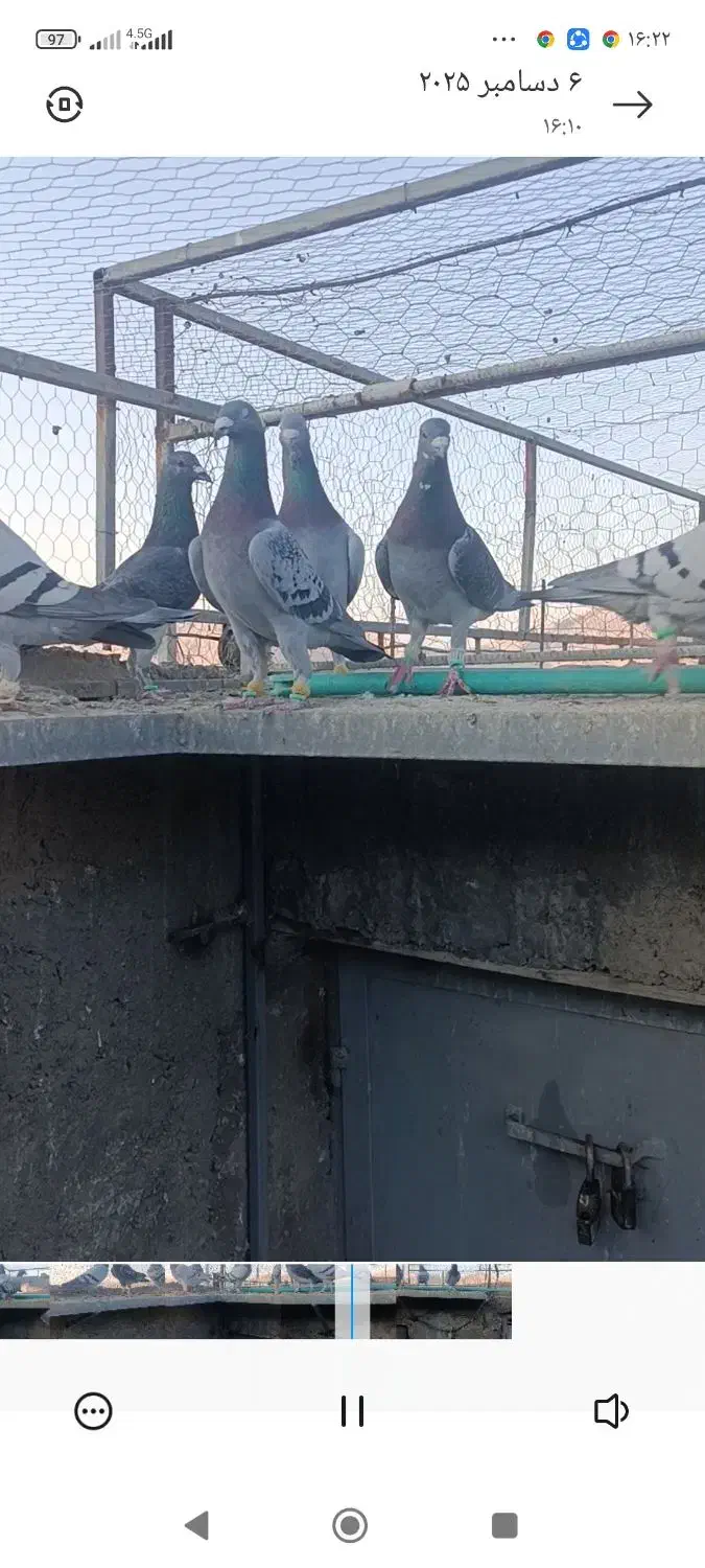 کبوتر پلاکی ب شرط هوا زدوخوردی|پرنده|شیراز, داریون|دیوار