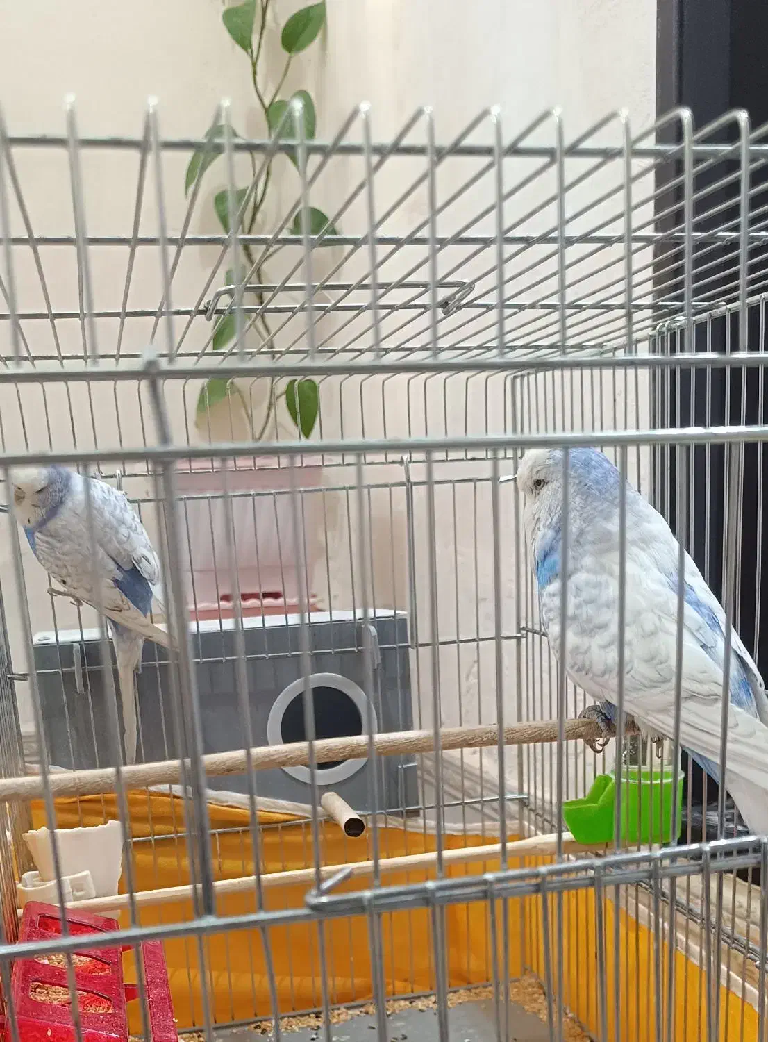 مرغ عشق انگلیسی|پرنده|تکاب, |دیوار