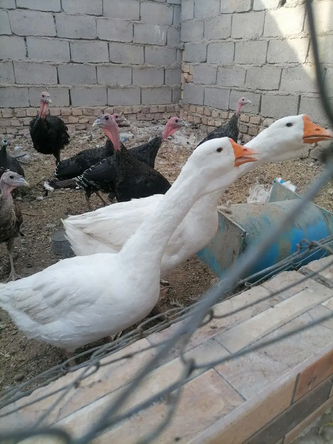 قوغاز لیندا|حیوانات مزرعه|زابل, |دیوار