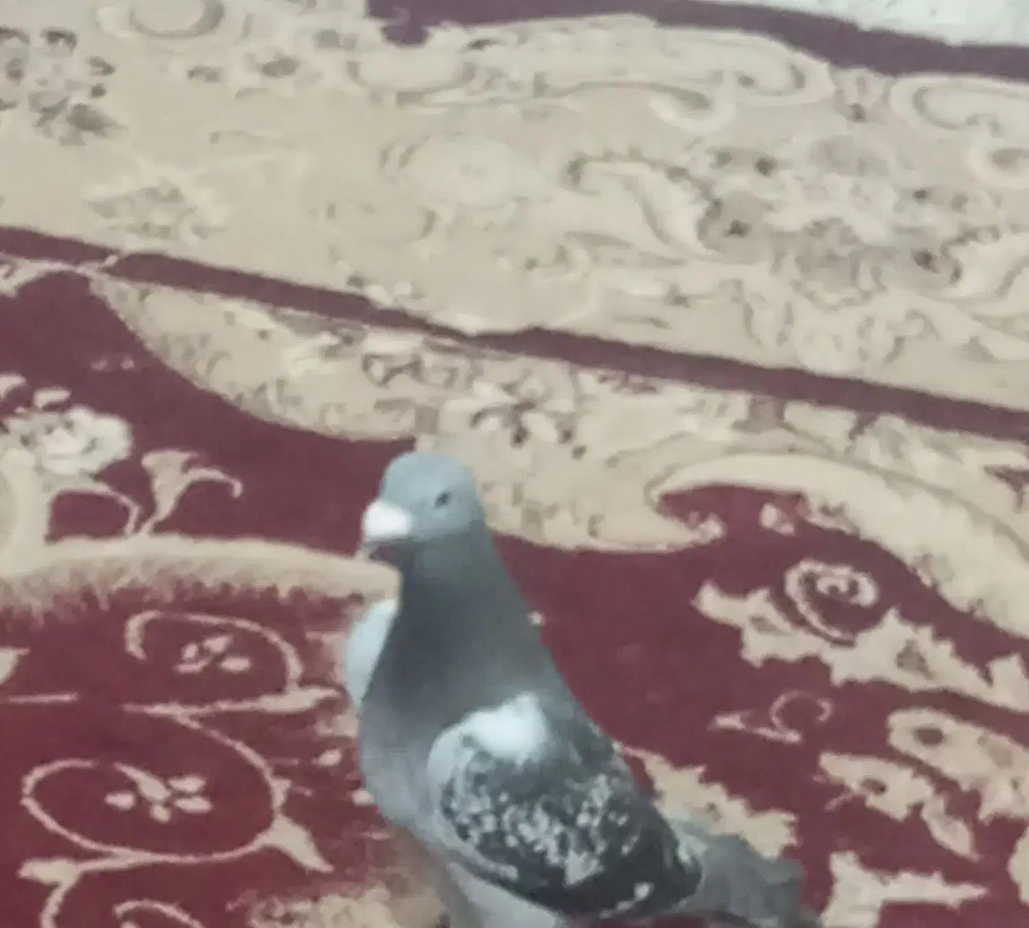 گمشده ۲کبوتر جوجه پلاکی۲۰۲۵|پرنده|بندر گناوه, |دیوار