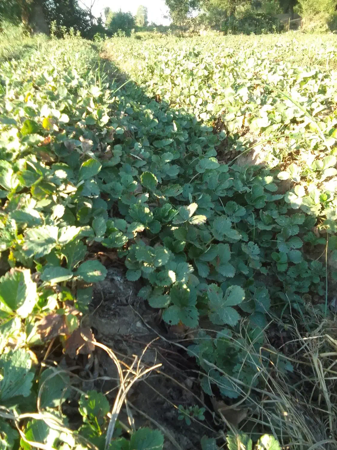 نهال توت فرنگی سابرینا|گل و گیاه طبیعی|خان ببین, |دیوار