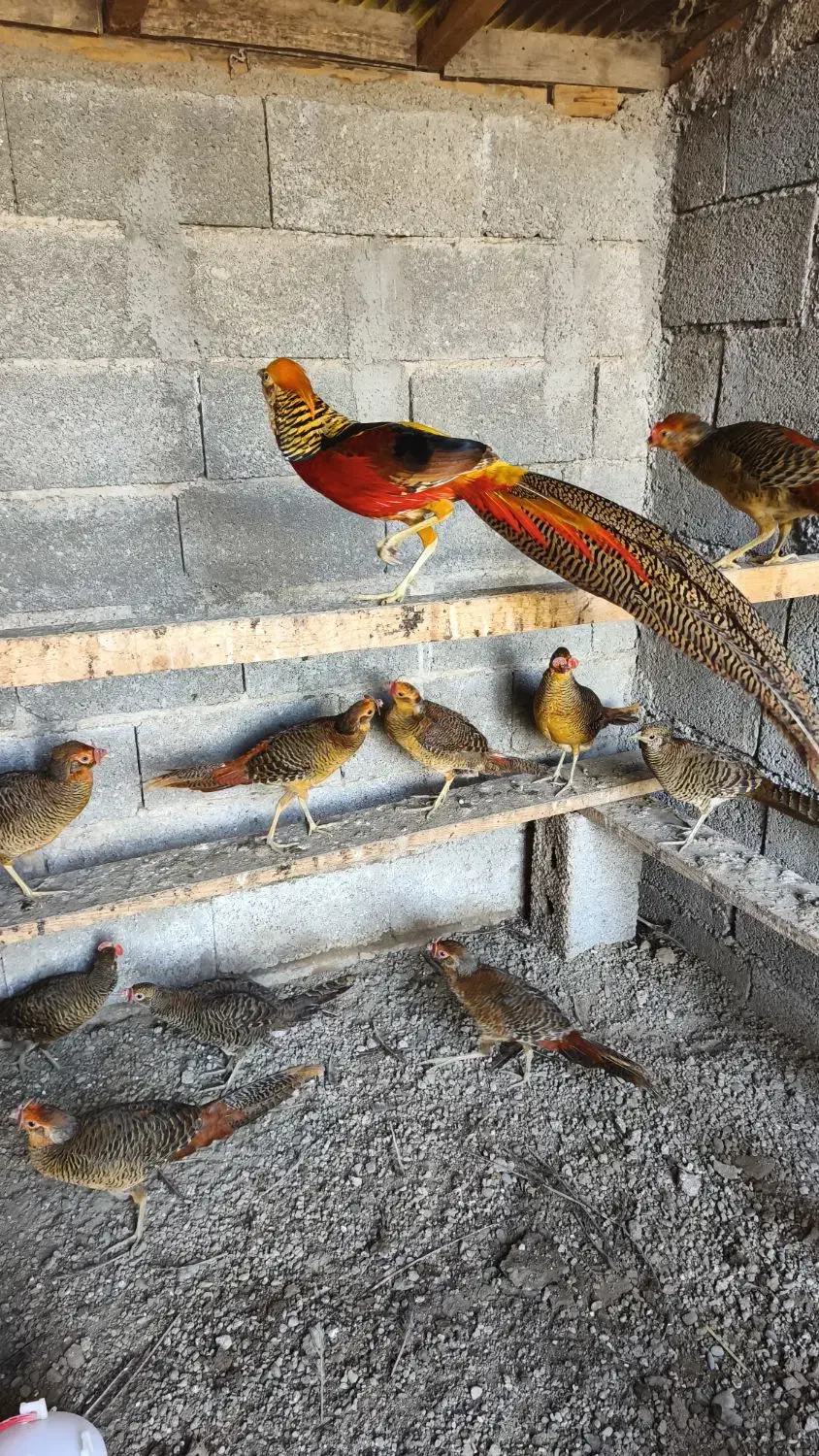 مرغ خروس زیبا|حیوانات مزرعه|سنگر, |دیوار