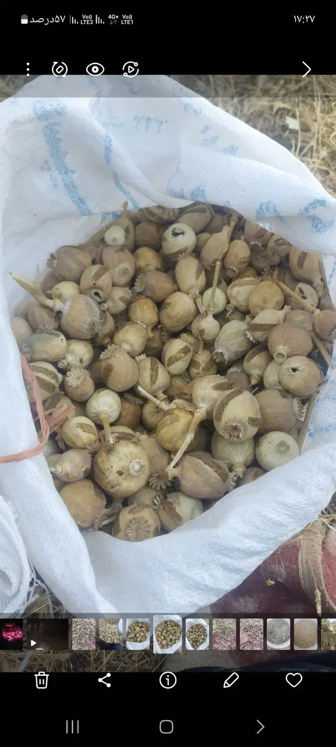 دانه دارویی توم|گل و گیاه طبیعی|دورود, |دیوار