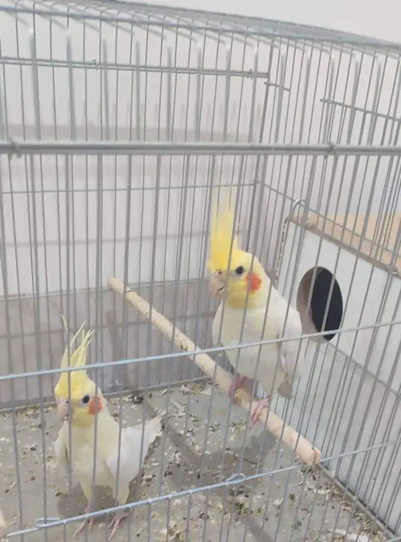 پول لازم|پرنده|گله دار, |دیوار